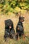 Beautiful Dobermann dog and Bouvier des Flandres dog funny sitting together outdoor in dry grass in autumn day. Funny