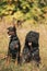 Beautiful Dobermann dog and Bouvier des Flandres dog funny sitting together outdoor in dry grass in autumn day. Funny