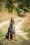 Beautiful Dobermann dog funny sitting outdoor in countryside road in autumn day. Funny Doberman Pinscher dog breed