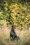 Beautiful Dobermann dog funny sitting outdoor in dry grass in autumn day. Funny Doberman Pinscher dog breed sitting