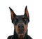 Beautiful Dobermann dog isolated over white background