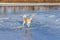 Beautiful dog Akita Inu stands on the river on the ice.