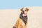 Beautiful dog in bandana sits in sand outdoors. Cute staffordshire terrier puppy in sandy beach or desert on hot summer day