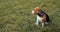 A beautiful dog of breed beagle obediently sits in the park on the grass. The dog is resting in the park on a summer