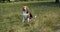 A beautiful dog of breed beagle obediently sits in the park on the grass. The dog yawns in the park. Close-up
