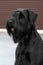 Beautiful dog breed with black wool Giant Schnauzer breed