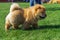Beautiful dog breed Chow Chow red color is to show the position run in the summer on the grass. Champion exhibitions. dog show