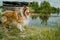 Beautiful dog breed Collie. North, Russia