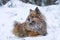 Beautiful dog breed German Spitz lying in the snow in the woods