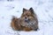 Beautiful dog breed German Spitz lying in the snow in the woods