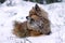 Beautiful dog breed German Spitz lying in the snow in the woods