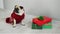 Beautiful dog of breed a pug in a reindeer suit. The dog is dressed in a red-white sweater and sitting beside presents