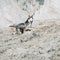 Beautiful dog breed Siberian Husky runs on the sand on the beach