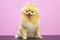 Beautiful dog breed Spitz. Salon for animals. A well-groomed dog sits on a table.