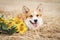 A beautiful dog of the breed of welsh corgi pembroke on a walk in the sautumn field with a bouquet of sunflower flowers