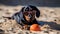 beautiful dog of dachshund, black and tan, buried in the sand at the beach sea. Generative AI