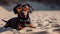 beautiful dog of dachshund, black and tan, buried in the sand at the beach sea. Generative AI