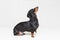 Beautiful dog Dachshund breed, black and tan, standing with his paw up and looking up, isolated on gray background