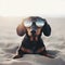 beautiful dog of dachshund smiling , black and tan, buried in the sand at the beach sea on summer vacation holidays