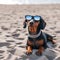 beautiful dog of dachshund smiling , black and tan, buried in the sand at the beach sea on summer vacation holidays