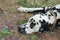 A beautiful dog, a Dalmatian, resting lying on the grass.