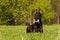 Beautiful dog Doberman lying on the grass