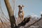 Beautiful dog in the field, standing on a dry tree, hero shot.