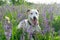 Beautiful dog in flowers field.