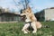 Beautiful dog, Husky looks into the distance