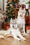 Beautiful dog husky near the Christmas tree