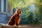 beautiful dog Irish Setter red color for a walk in the city