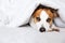 A beautiful dog, Jack Russell Terrier, lies on a bed under a blanket on his stomach, stretches his legs forward, looks at the came