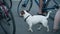 Beautiful dog Jack Russell Terrier runs next to his master.