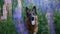 Beautiful dog in lupine flowers in nature. German Shepherd portrait