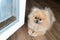 Beautiful dog lying on the floo. Pomeranian spitz puppy lies on the floor by the open window