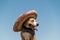 Beautiful dog in mexican hat as a western style bandit of gangster. Cute funny staffordshire terrier dressed up in sombrero hat