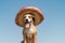 Beautiful dog in mexican traditional hat in sunny outdoors background. Cute funny staffordshire terrier dressed up in sombrero ha