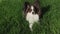Beautiful dog Papillon lies on green lawn and looks around stock footage video