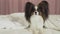 Beautiful dog Papillon lies under blanket on the bed and looks around