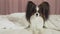 Beautiful dog Papillon lies under blanket on the bed and looks around