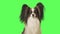 Beautiful dog Papillon is looking intently at camera on green background stock footage video