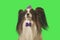 Beautiful dog Papillon in purple hat with feather and bow on green background