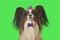 Beautiful dog Papillon in purple hat with feather and bow on green background