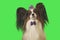 Beautiful dog Papillon in purple hat with feather and bow on green background