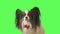 Beautiful dog Papillon with red bow is looking at camera on green background stock footage video