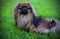 Beautiful dog. Pekingese sits on green grass. Pekingese dog sitting on the lawn