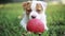 Beautiful Dog playing with a red ball on the grass.