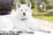Beautiful dog Portrait Akita ina , hachi