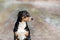 Beautiful dog portrait appenzeller sennenhund with green in the background