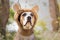 Beautiful dog portrait in bear hat photographed outdoors. Cute s
